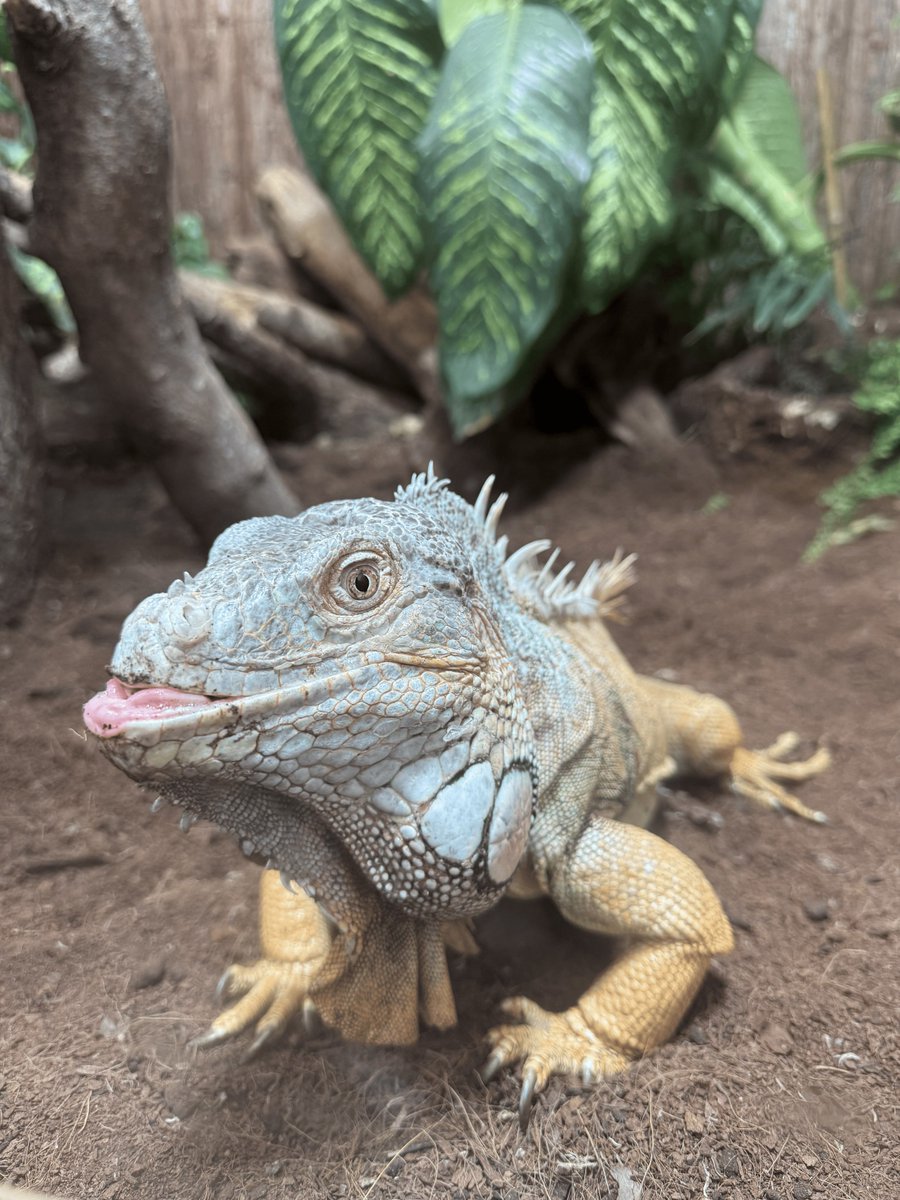 JimmysFarmHQ's tweet photo. 🦎✨ Happy World Lizard Day from our scaly squad at Jimmy’s Farm & Wildlife Park! Meet Charles the Green Iguana, Titan the Black & White Tegu, and Barry the Sudan Plated Lizard. Which is your fave? 🐾 #WorldLizardDay #ReptileLife #JFWP https://t.co/mah3WxQOLQ
