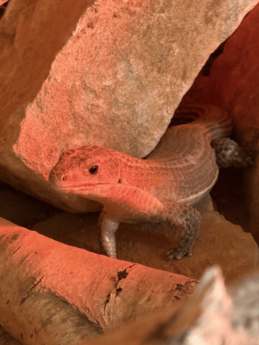 🦎✨ Happy World Lizard Day from our scaly squad at Jimmy’s Farm &amp; Wildlife Park! Meet Charles the Green Iguana, Titan the Black &amp; White Tegu, and Barry the Sudan Plated Lizard. Which is your fave? 🐾 #WorldLizardDay #ReptileLife #JFWP