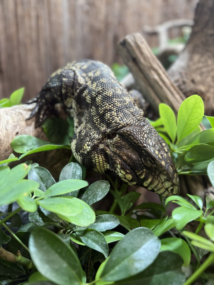 JimmysFarmHQ's tweet photo. 🦎✨ Happy World Lizard Day from our scaly squad at Jimmy’s Farm & Wildlife Park! Meet Charles the Green Iguana, Titan the Black & White Tegu, and Barry the Sudan Plated Lizard. Which is your fave? 🐾 #WorldLizardDay #ReptileLife #JFWP https://t.co/mah3WxQOLQ
