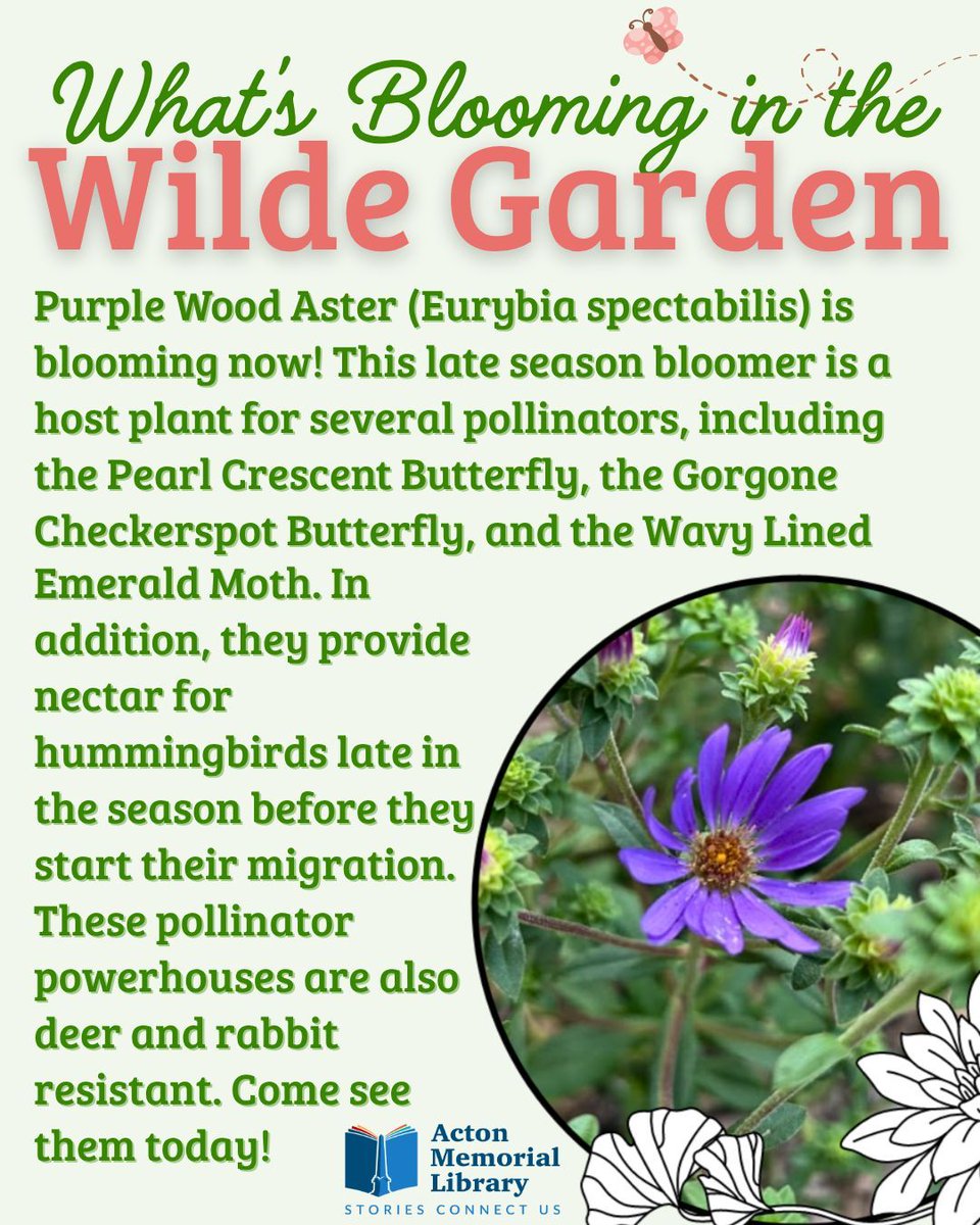 Purple Wood Aster is blooming in the Wilde Garden now! This late season bloomers is a host plant for several kinds of insects and provides essential nectar for hummingbirds just before their migration begins. Come check out these pretty blooms today! #AML #ActonMA