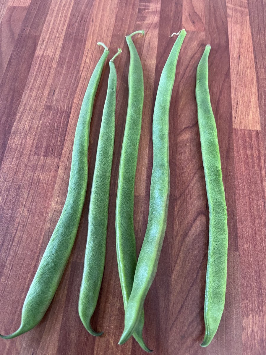 Runner bean Prizewinner living up to its name