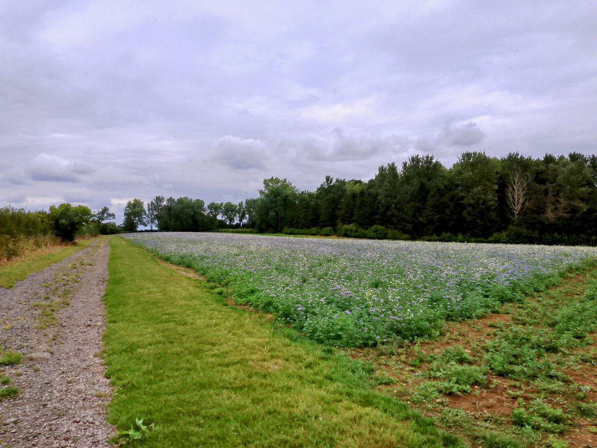phil0073's tweet photo. Towards #FaxtonCrossroads with the #lavender of #HallHomeClose & the woodlands covering the site of #FaxtonHall of #FaxtonLostVillage.#PhilOnaBike #BywayFriday #FootpathFriday #flowersonfriday #WoodlandWednesday #clouds https://t.co/lIxCT1WaPW