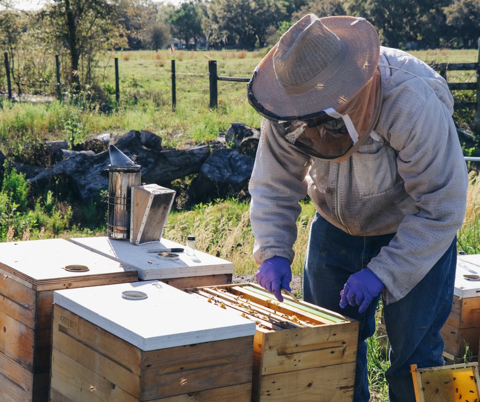 🍯 Beyond conducting inspections, our apiary inspectors support our #apiaryindustry by:

✅ Surveilling hives for diseases &amp; pests of regulatory concern.
✅ Certifying the movement of colonies across state lines.
✅ Monitoring high-risk pathways for exotic 🐝  pests &amp; diseases.