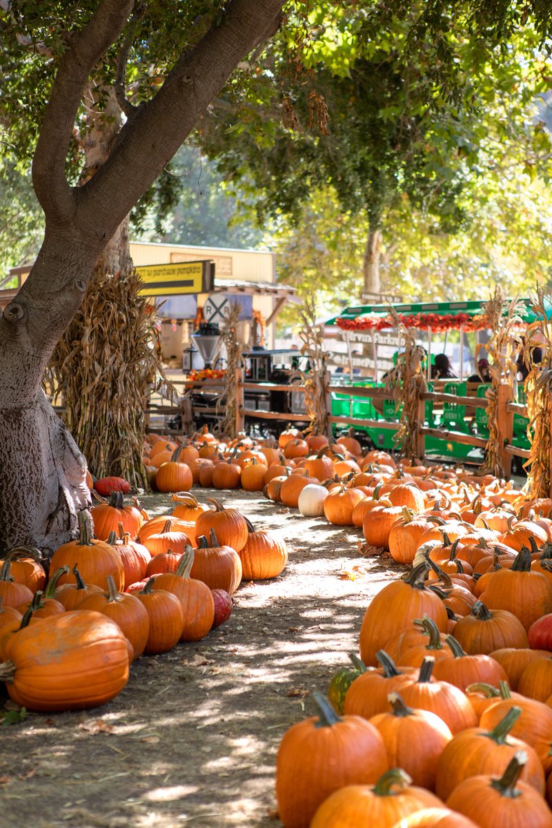 IrvineParkRR's tweet photo. 🎃 The countdown begins… just 30 days until Pumpkin Patch opens on September 13th! Get ready for hayrides, carnival games, and all things fall! 🍁🎃 https://t.co/herpEqclAF