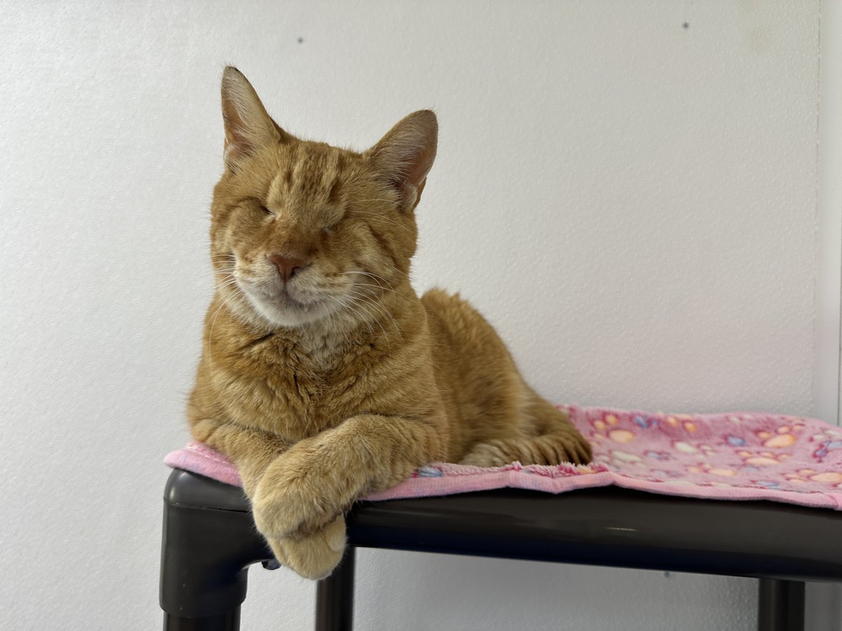 Blind Cat Rescue tweet media