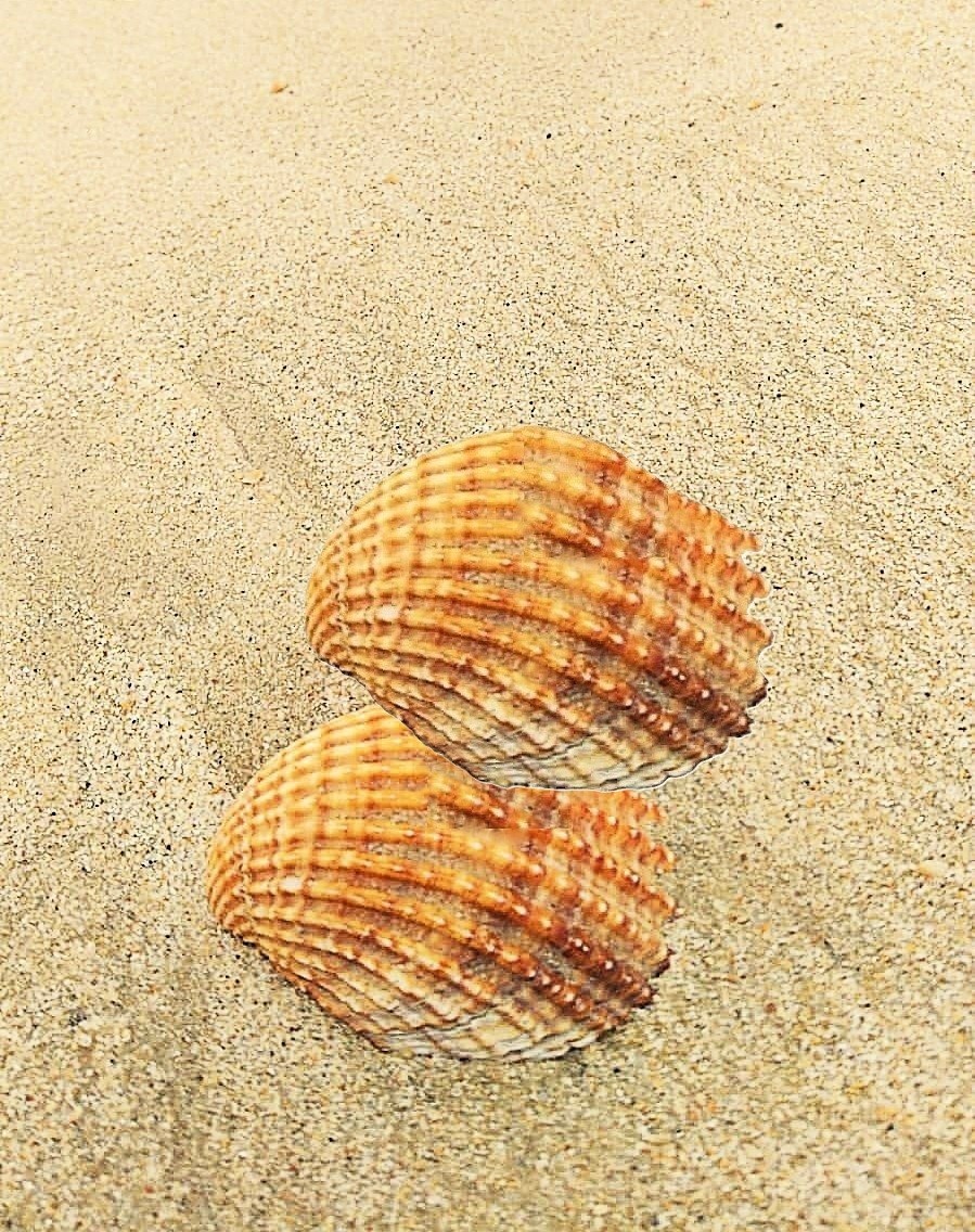 DaniElefantman's tweet photo. Las conchas de berberecho común.. #conchas #berberechos #hacerfotos #mar https://t.co/R6aOH7J3v4