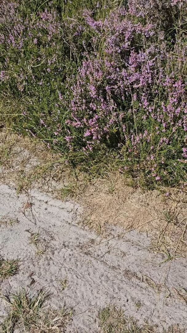 Euer lila Wunder könnt ihr gerade auch auf Hiddensee erleben, denn hier blüht gerade die Heide 💜

#heideblüte #heide #hiddenseeliebe #hiddensee #inselliebe #inselhiddensee #hiddensee_moments #heideblütenzeit #blütenzauber #blütenmeer - Link zum #Video instagr.am/p/DNV5sigIeqg/