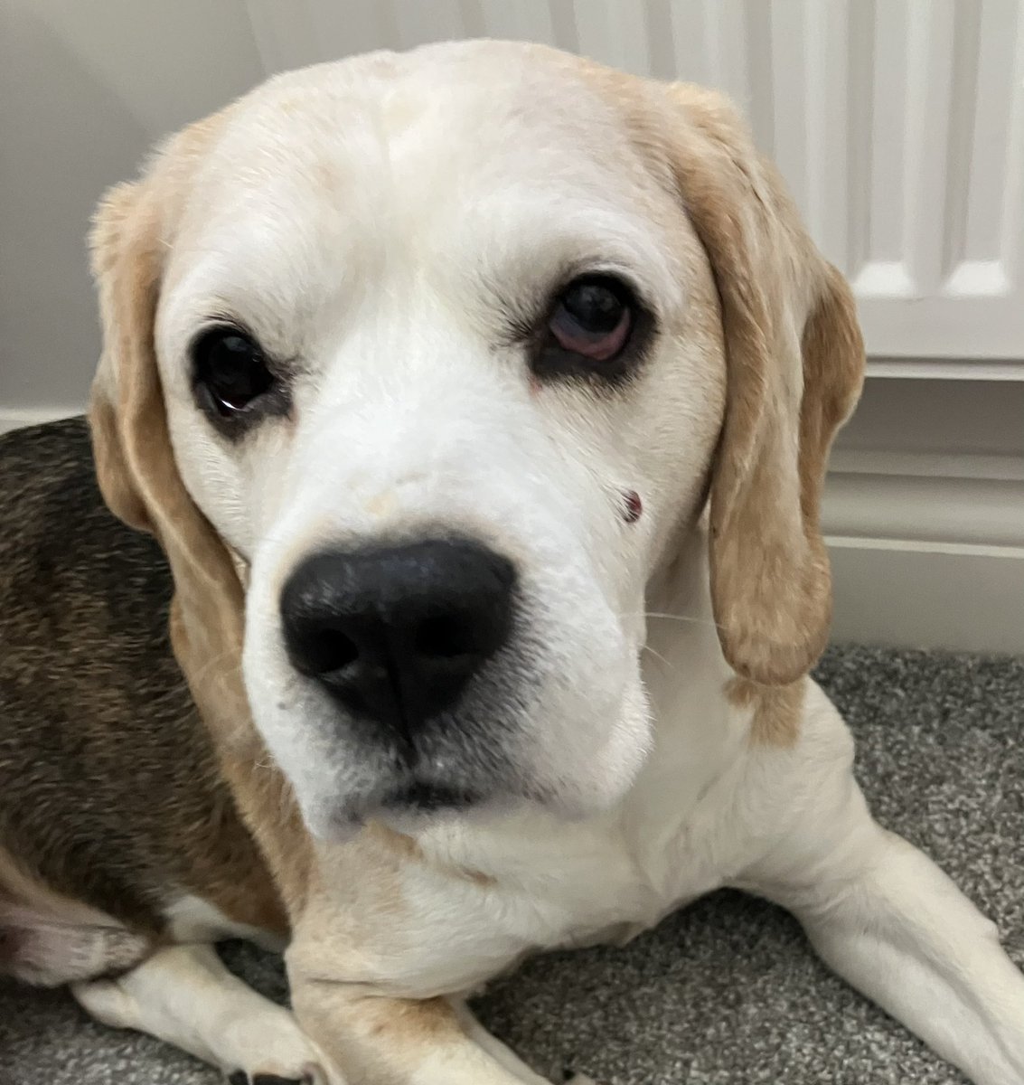 Eddie, 🌈Angel Ella, Winnie, Johnny, Ziggy & Axl tweet media