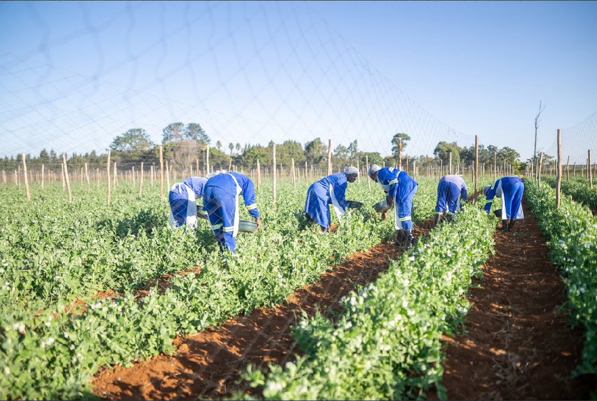 What if we gave young people access to land and taught farming through comprehensive programs

What if we included young people in national programs like the Horticulture Recovery and Growth Plan and produced crops in cooperatives for export through <a href="/kumindafresh/">KUMINDA</a>

Maybe this