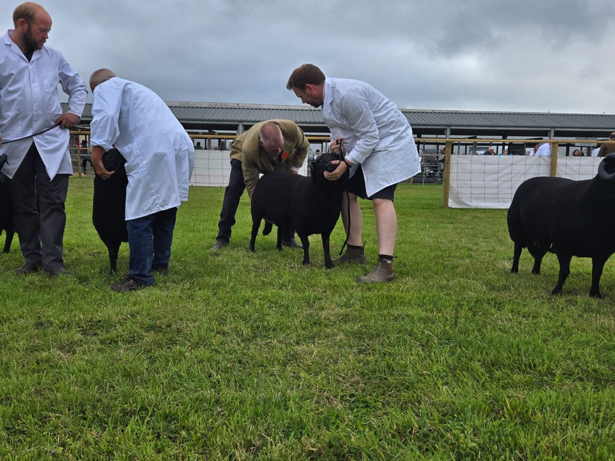 Had a great time at Anglesey Show
Even picked up a few rosettes - Especially pleased with an April born twin ram lamb getting a 3rd 

#sheepoftheday #farming #Showtime #blackwelshmountain