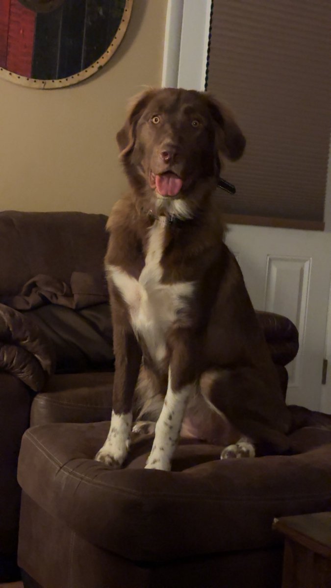 She got so big so fast. I still can’t believe the little nova from 7 months ago is this same good girl!