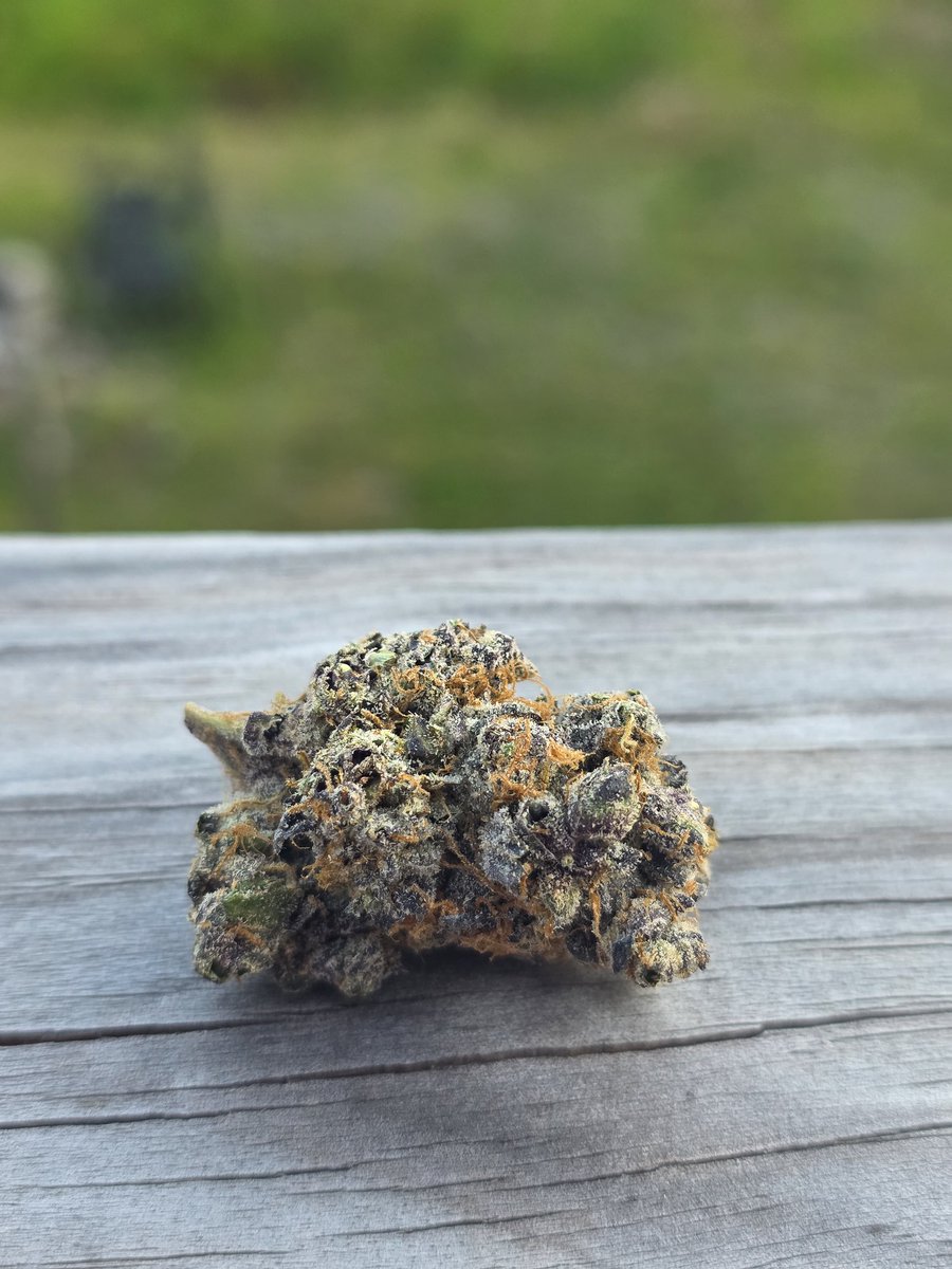 TheJamMan710's tweet photo. Dank for the day https://t.co/7jx1oAqLb1