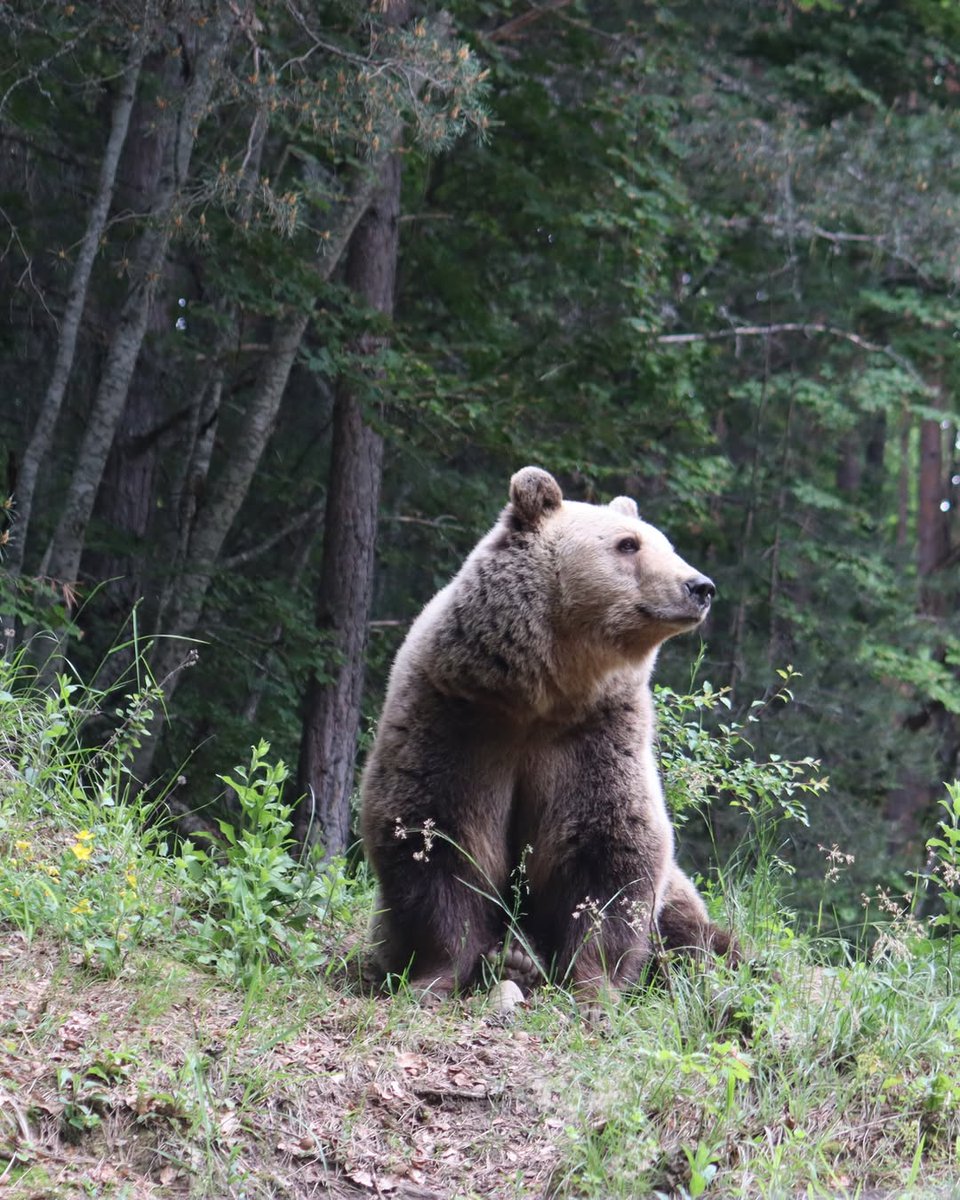 Dear friends,
During the months of July and August ☀️, you will be able to visit us from 10 am until 12 pm and again from 1 pm to 6 pm. Last entry at 5:30 pm (every day).
We are looking forward to your visit at BEAR SANCTUARY Belitsa!
