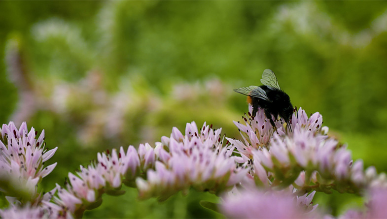 Wallbarn’s M-Tray® modular green roof system supports biodiversity, reduces stormwater runoff, and looks stunning too. 🌱

Learn more 👉 wallbarn.com/green-roofs/m-…

#GreenRoof #SustainableLiving #Wallbarn
