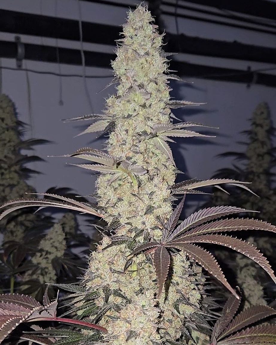 Donny Burger #8

(Hansolo Burger x GMO)

🍔🍔🍔🍔🍔🍔🍔🍔🍔🍔🍔🍔🍔🍔🍔🍔
⛽️⛽️⛽️⛽️⛽️⛽️⛽️⛽️⛽️⛽️⛽️⛽️⛽️⛽️⛽️⛽️