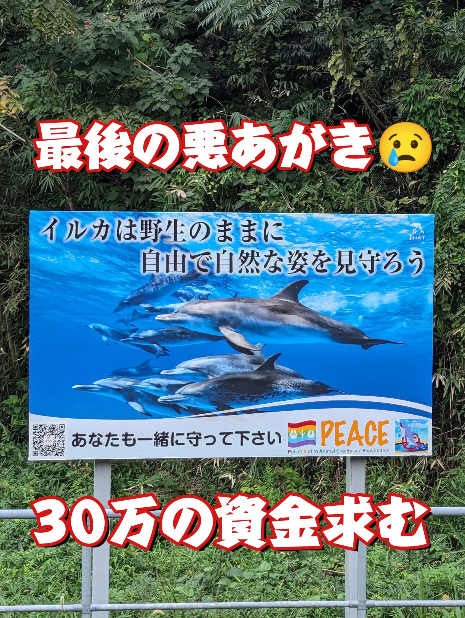 しろイルカ　フォロー割引 🐬からプレゼントBOX🎁のご紹介 各イルカショーで1組限定！！ お