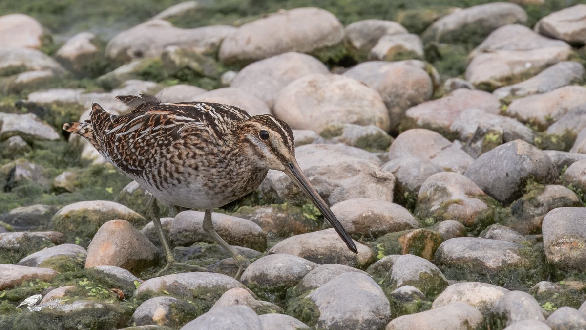 Chulavista21's tweet photo. At least 5 #Common_Snipe on the Rushy today @slimbridge_wild #GlosBirds https://t.co/UdAOrEzxLS