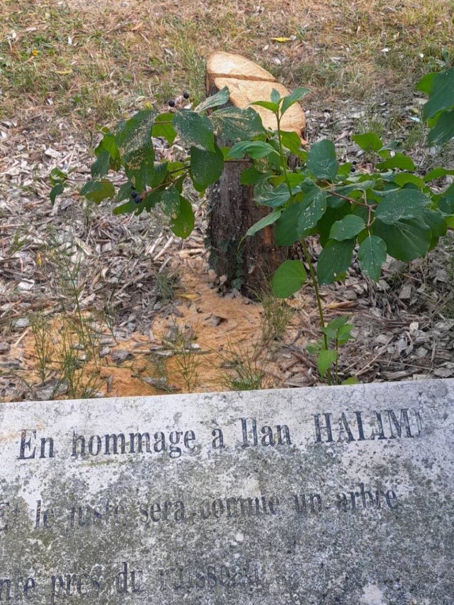 La France Insoumise déplore la destruction de l’arbre planté en hommage à Ilan Halimi en dénonçant un acte antiécologique.