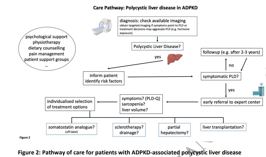 NDTsocial's tweet photo. KDIGO 2025 ADPKD Guideline: 

A commentary on diagnosis and management of hepatopancreatic manifestations by the ERA Working Group Genes &amp; Kidney

@ERAkidney 

🆓https://t.co/KfmGoKQwBv https://t.co/UTmPPEcfDD