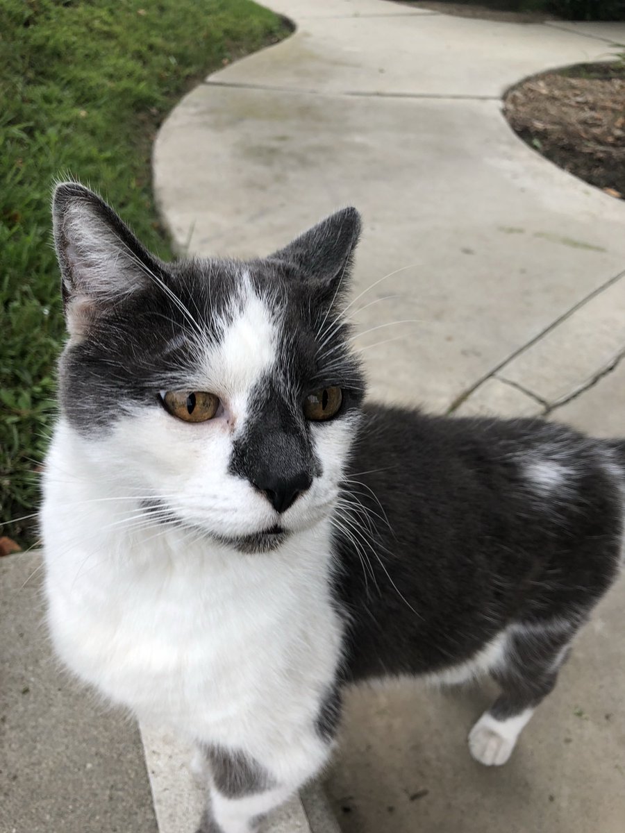 ballothecat's tweet photo. Good morning Twitter family @GailCarangelo @Mouser33943163 @lmr448 @MewllerRobert it’s Thursday. You know what that means #ThrowbackThursday. #UncleMaxEdition. https://t.co/ZYVQsKbDgQ