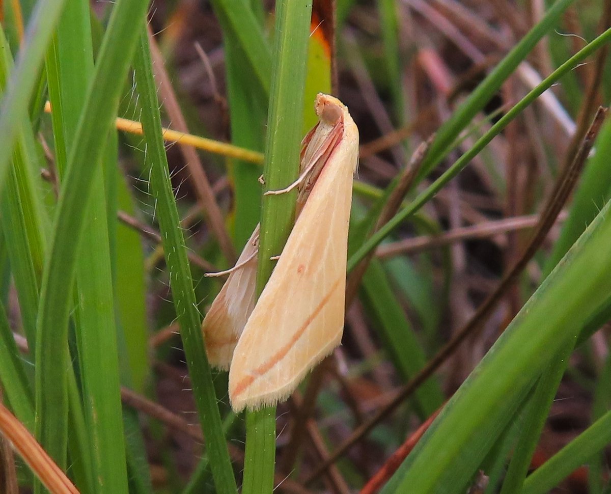 David B (@davidkentnature) on Twitter photo The Vestal - a fairly irregular migrant moth species that breeds in southern Europe and North Africa - two seen at <a href="/KentWildlife/">Kent Wildlife Trust</a> Darland Banks today, along with a notable 250+ Straw Belle, might be the highest count on a single site for some time.
#moths #MothsMatter The Vestal - a fairly irregular migrant moth species that breeds in southern Europe and North Africa - two seen at <a href="/KentWildlife/">Kent Wildlife Trust</a> Darland Banks today, along with a notable 250+ Straw Belle, might be the highest count on a single site for some time.
#moths #MothsMatter