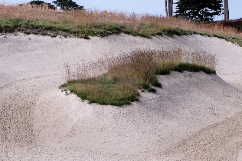 PureSeed_RPMS's tweet photo. U.S. Amateur at the Olympic Club is live!
Pure Seed’s Big Horn GT fine fescue is featured on the course’s naturalized areas.
Learn more about the grasses selected via Jim Culley: https://t.co/vVCuVnq9xt
@SeedKing663 
#USAmateur #Golf #PureSeed #BigHornGT #OlympicClub https://t.co/p5L0uPfRuc