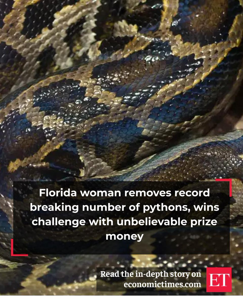 EconomicTimes's tweet image. As many as 300 Burmese #pythons were removed during a record-setting #FloridaPythonChallenge this year, state #wildlife officials told NBC. The 10-day competition that ran from July 11-20 resulted in a record 294 invasive pythons being removed, Florida Fish and Wildlife…