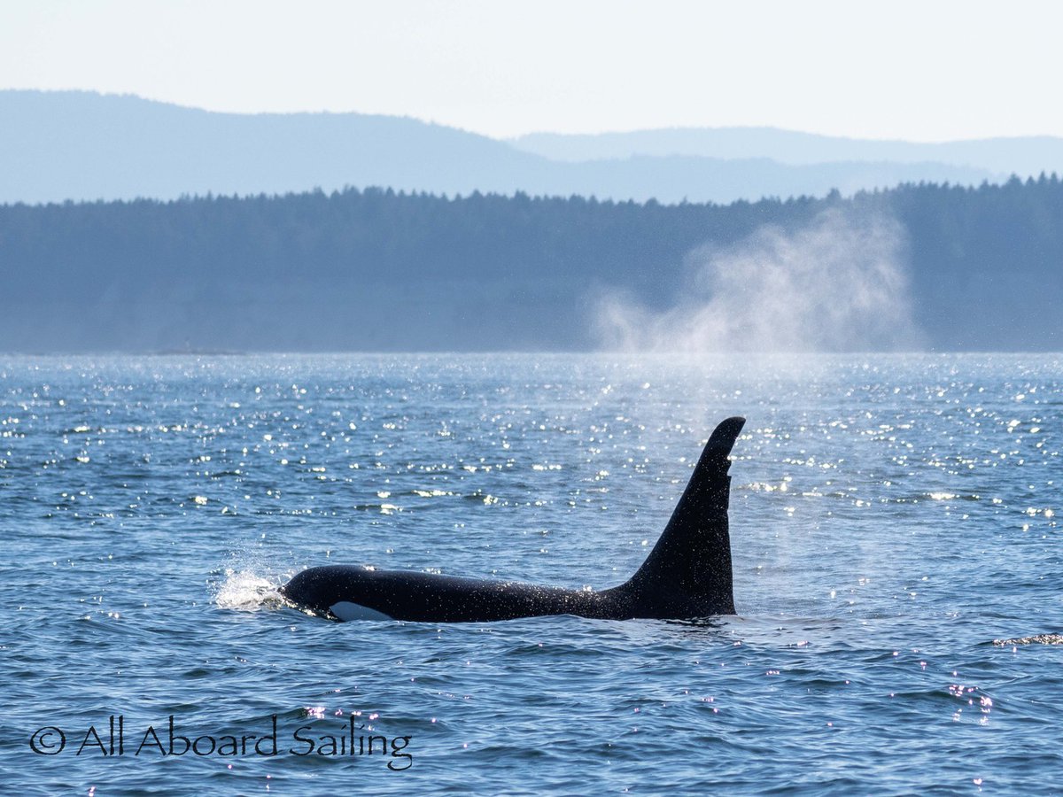 Pacific Whale Watch Association π³ (@thepwwa) on Twitter photo Bigg's killer whale T46D "Strider", born in 2000, might have one of the most distinct dorsal fins in the Salish Sea.
π·: <a href="/capthowitt/">All Aboard Sailing</a> Bigg's killer whale T46D "Strider", born in 2000, might have one of the most distinct dorsal fins in the Salish Sea.
π·: <a href="/capthowitt/">All Aboard Sailing</a>