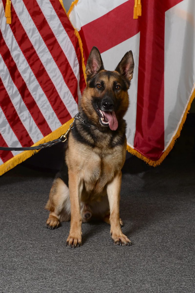 ALEAprotects's tweet photo. With heavy hearts, we share the sudden passing of active ALEA K-9 Matyko, who suffered from a medical emergency. His service &amp; sacrifice will never be forgotten for this Agency, as well as to the citizens of AL. Our thoughts &amp; prayers are with all who loved him. 🐾🖤 #K9Matyko https://t.co/2l5hlGvwK4
