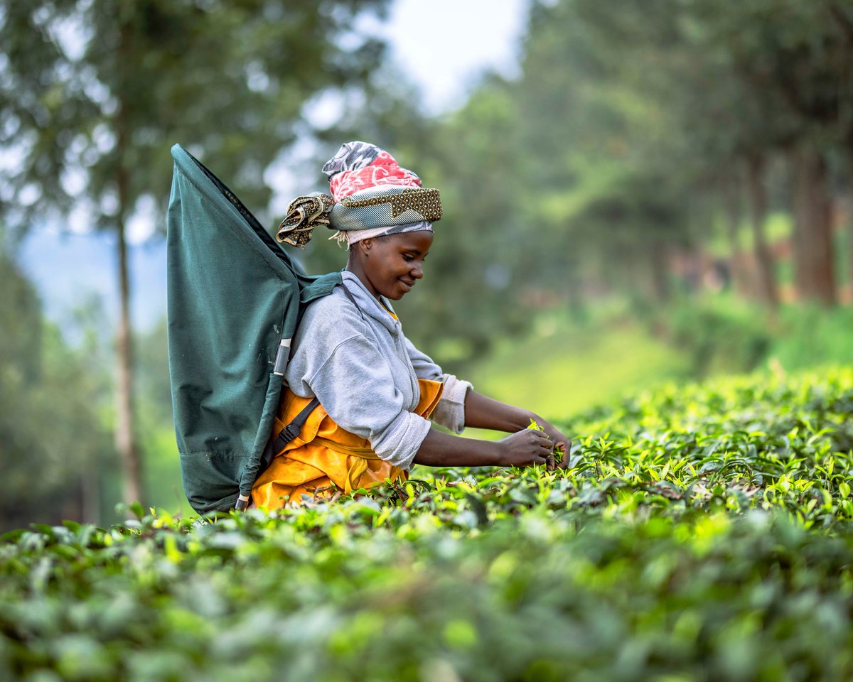 For decades, we’ve worked hand in hand with smallholder farmers in Rwanda’s Northern Province, providing training, fair partnerships &amp; sustainable opportunities. 

Every cup of Sorwathe tea supports the families and futures behind it.

#Sorwathe #RwandaTea