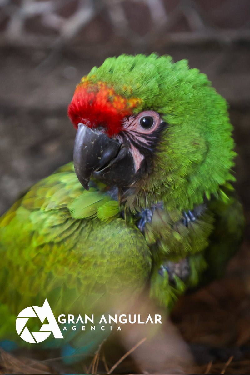 📷🦜🥰 #EnFotos •• Conoce a las dos crías de #guacamayas que nacieron en el Parque #FlordelBosque, un suceso muy importante para la conservación de dicha especie que se encuentra en peligro de extinción y por lo complejo que es su apareamiento en cautiverio.

Via <a href="/Jafetmoz/">Jafet Moz</a>
