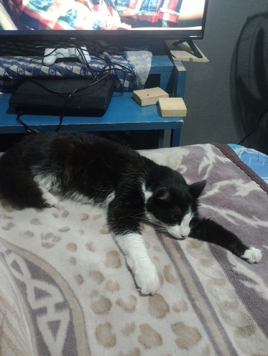 Muy Buenos días 😺 tíos manitos pimis amikos fabulitico jueves de 🤗 que oi sea un bonito día y megol día que ayer 💫difuten cuilesen y sobe tolo yosian ronroeos los estecume mucho 💗🐾