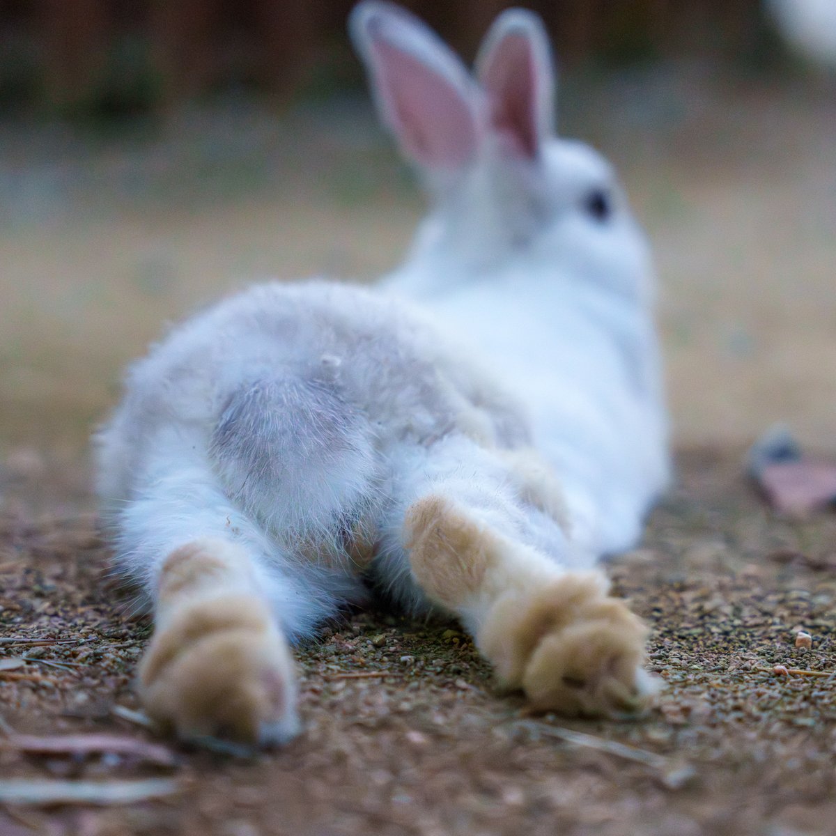 しろとり動物園にお暮しのうさぎさん②🐰
園内の行く先々で😎たちの傍に近寄ってきては、寝ころんでポーズをとってくれたうささんです✨
なかなかセクシーです🤤
※夜20時近かったので暗く、ノイズが出ています💦