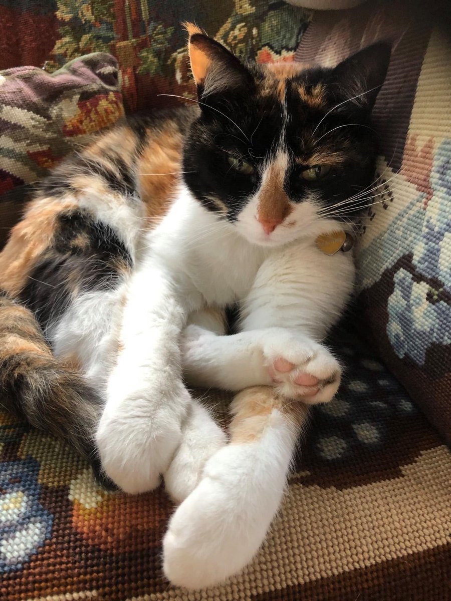 Conny Dorrestijn tweet media