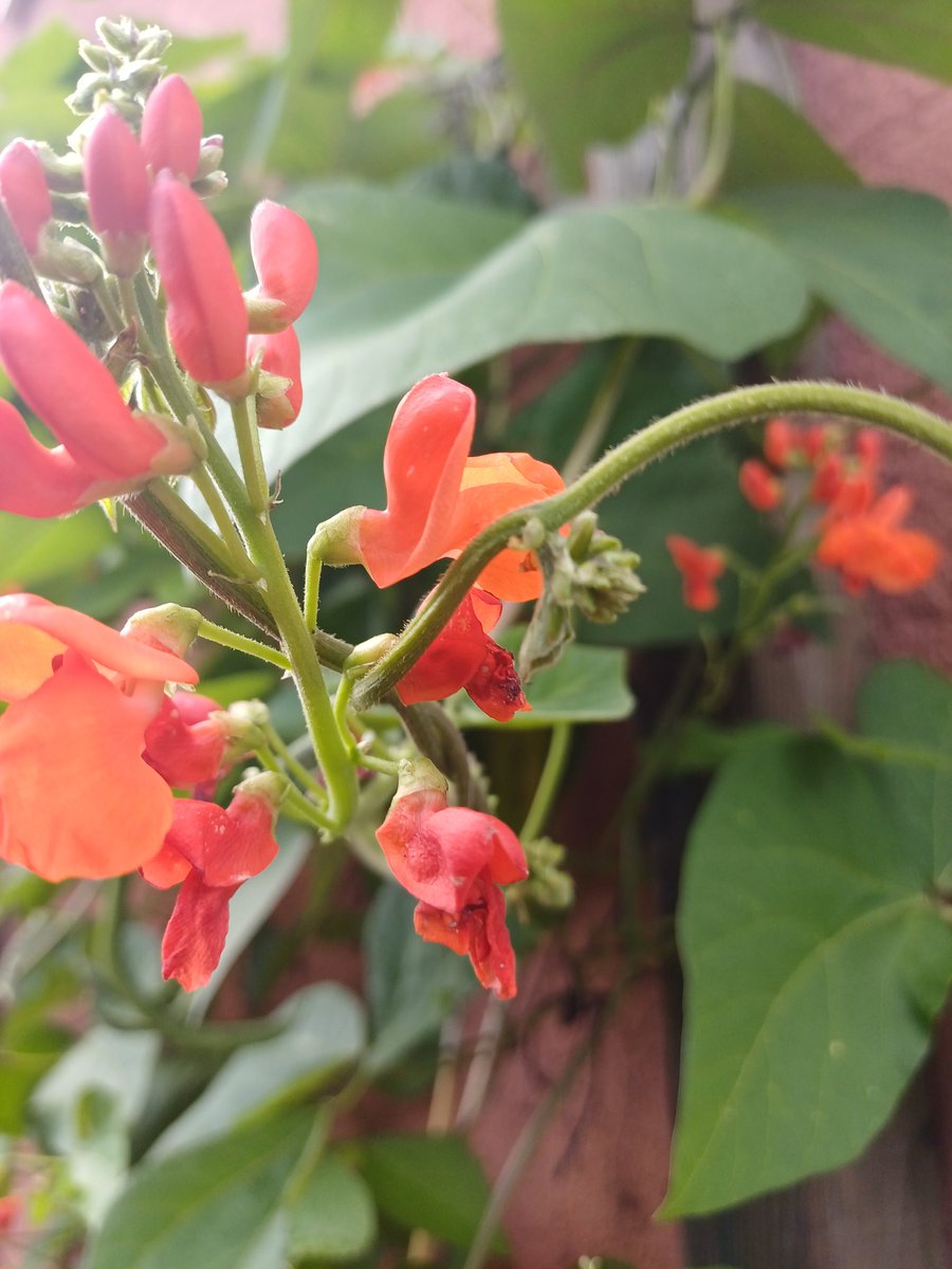 Lots of flowers on the runner beans this year,  but not so many beans. They don't really like 30c temperatures.