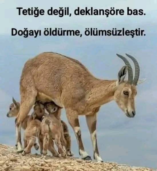 sevdalinakisler's tweet photo. Avcılık yasak olsun https://t.co/pDxgkNyjLM