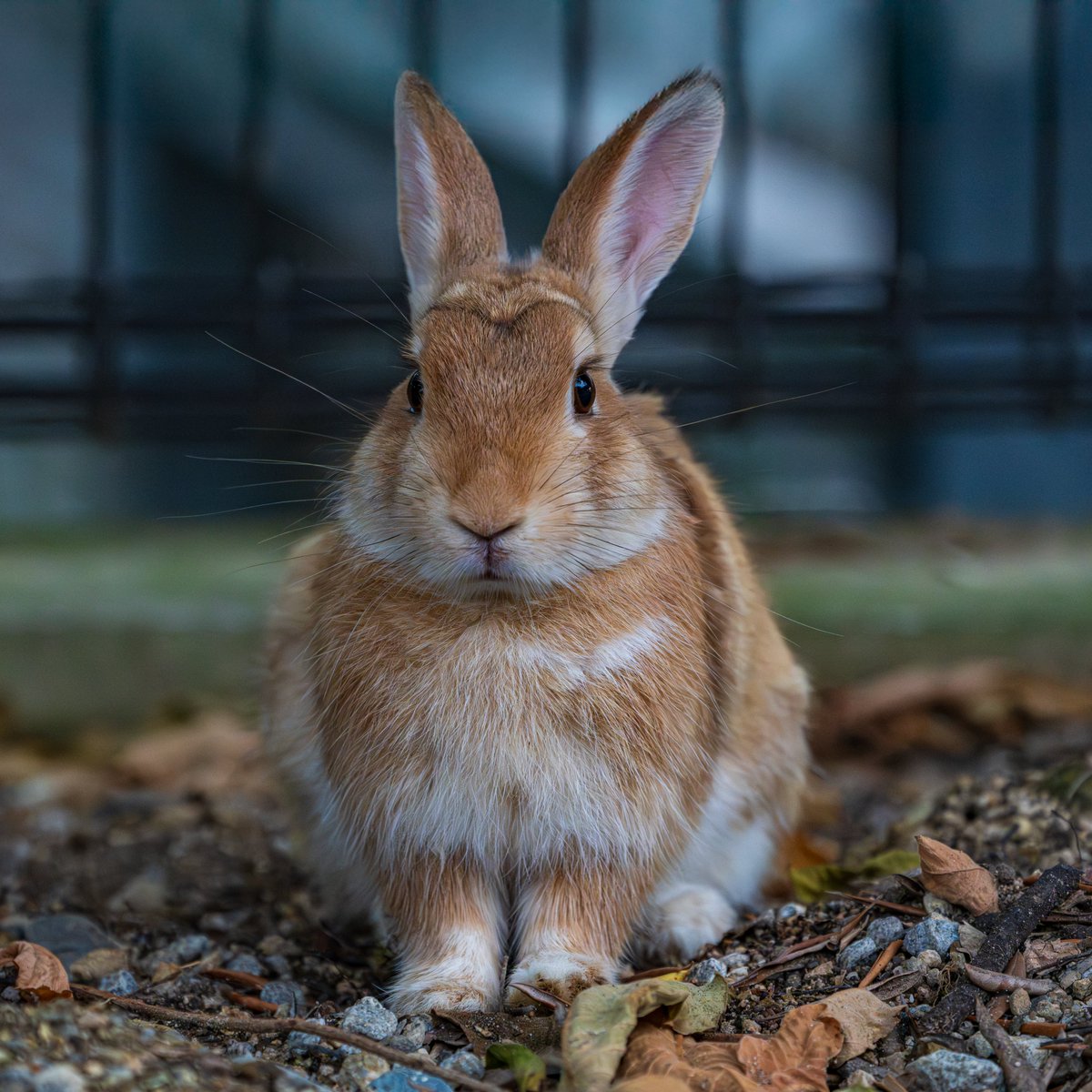 しろとり動物園にお暮しのうさぎさん①🐰
うささんたち、あちこちで自由に過ごしていました。
こちらは、リアル ピーターラビットなうささん🎀👔