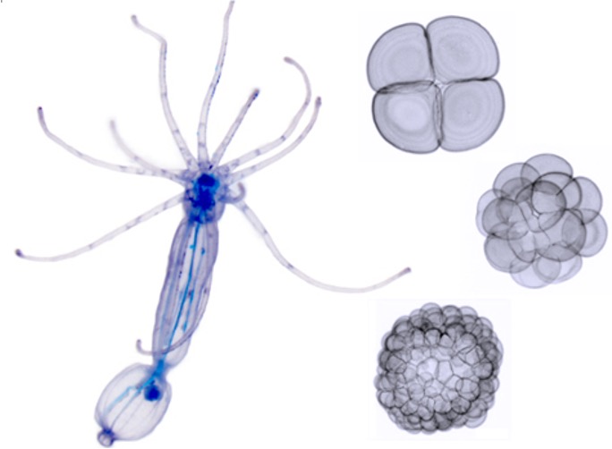 Matt Gibson (@mgstowers) on Twitter photo Cnidarian-Microbe Interactions: A fully-funded postdoctoral position is available in the Gibson Lab at the Stowers Institute to investigate cnidarian-microbe interactions. Experience in coral symbiosis or eukaryotic microbiology preferred. Contact: Matt Gibson: mg2@stowers.org Cnidarian-Microbe Interactions: A fully-funded postdoctoral position is available in the Gibson Lab at the Stowers Institute to investigate cnidarian-microbe interactions. Experience in coral symbiosis or eukaryotic microbiology preferred. Contact: Matt Gibson: mg2@stowers.org