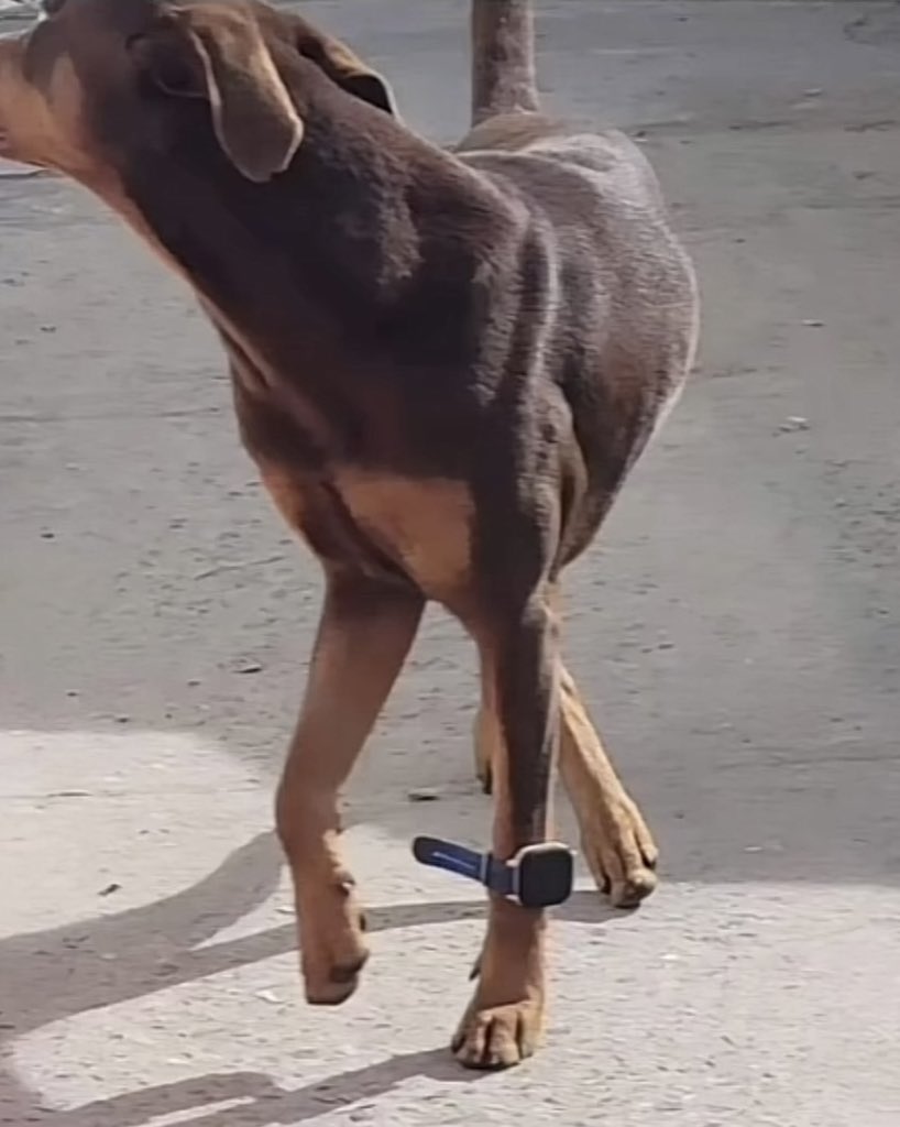 แชร์จากแอปเปิ้ลวอช