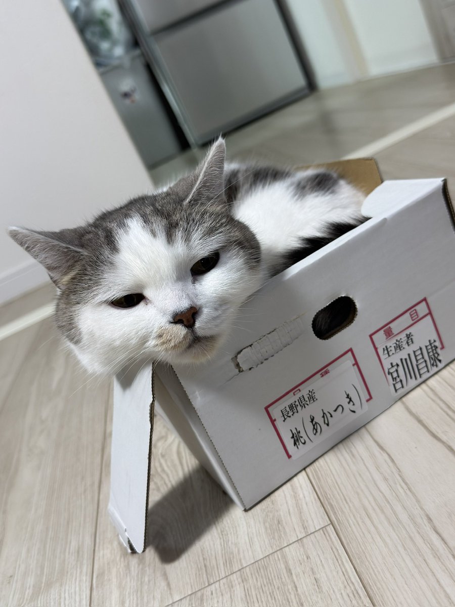 桃４本【さーちん様オーダー】夢見る猫①②③、シンプルねこシルエット　桃の木櫛 わいのねっこ on X: 