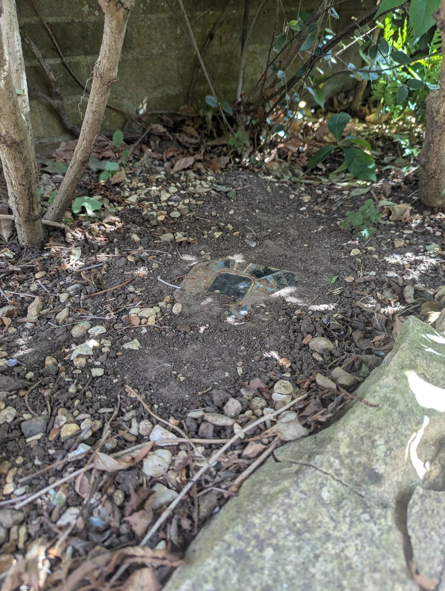 Cat dug it up now cmon man