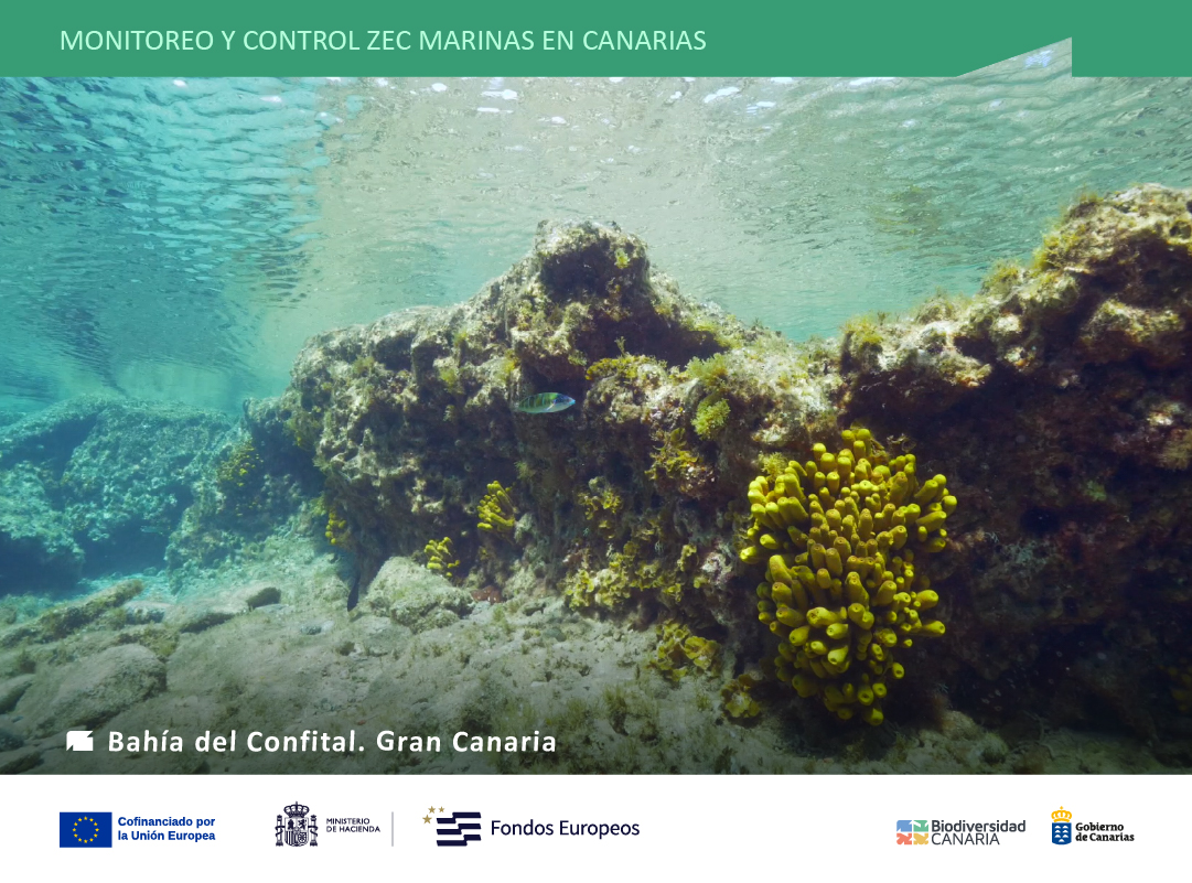 Desde 2019, el Gobierno de Canarias impulsa el proyecto “Seguimiento ambiental y control de actividades, eventos e impactos con afección sobre la #biodiversidad en el litoral canario”, 🧵⬇️