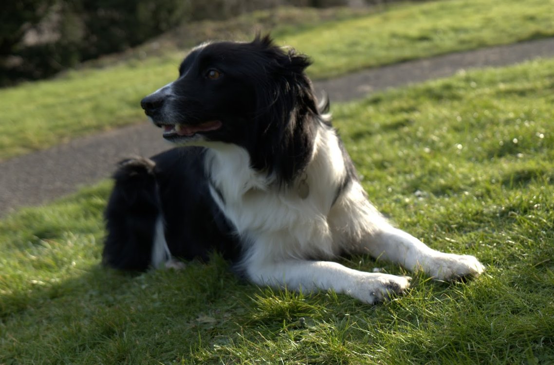 Champing tweet media