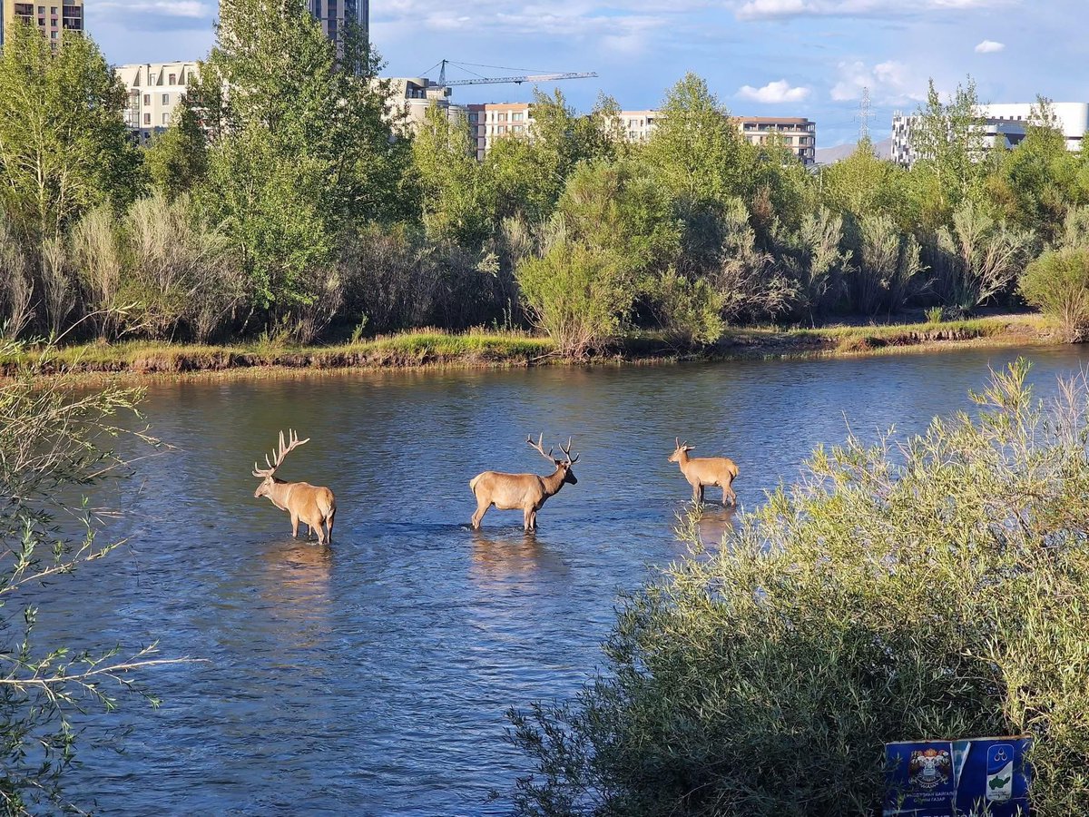 Туул гол руу буга орж иржээ. Хүмүүс хараад их баярлаж, сошиалд их бичжээ. 

Харин нэг зүйл анхаараад өгөөч‼️

Энэ амьтад ус уух гэж маш хүнд замыг туулж ирдэг гэжуугаа. Уулын бэл энгэрийг нь том томоор хашаалаад хаачихсан. Төмөр хашаа хайс барьчихсан. Түүгээр нь явах гэж энэ
