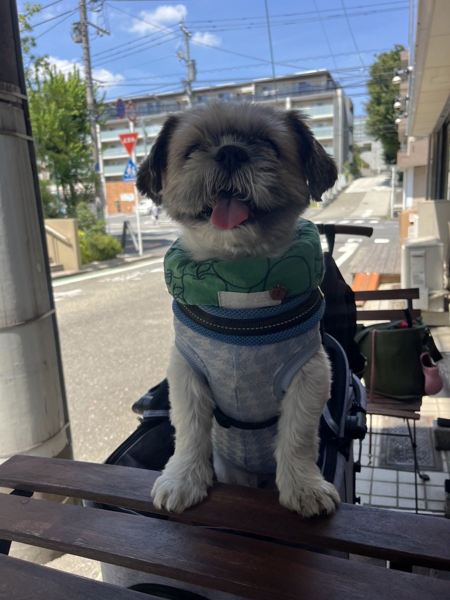あざみ野のかき氷屋さん
KNOPF  クノップゥ
テラスわんこOK🙆‍♀️

嫁さんとデートが1番楽しい☺️