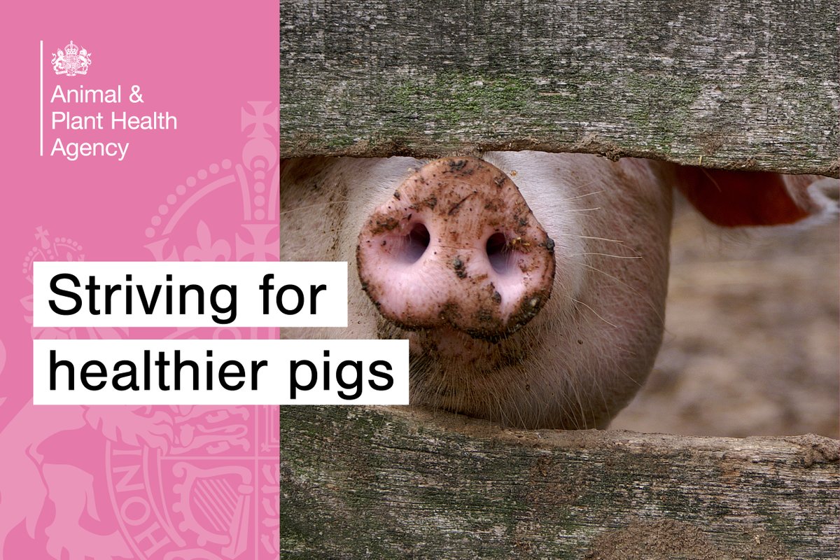 APHAgovuk's tweet image. Check out our latest #APHAscience blog for an inside look at the science protecting pigs from porcine reproductive and respiratory syndrome.
aphascience.blog.gov.uk/2025/08/14/por…
 #AnimalHealth #Pigs #PRRS