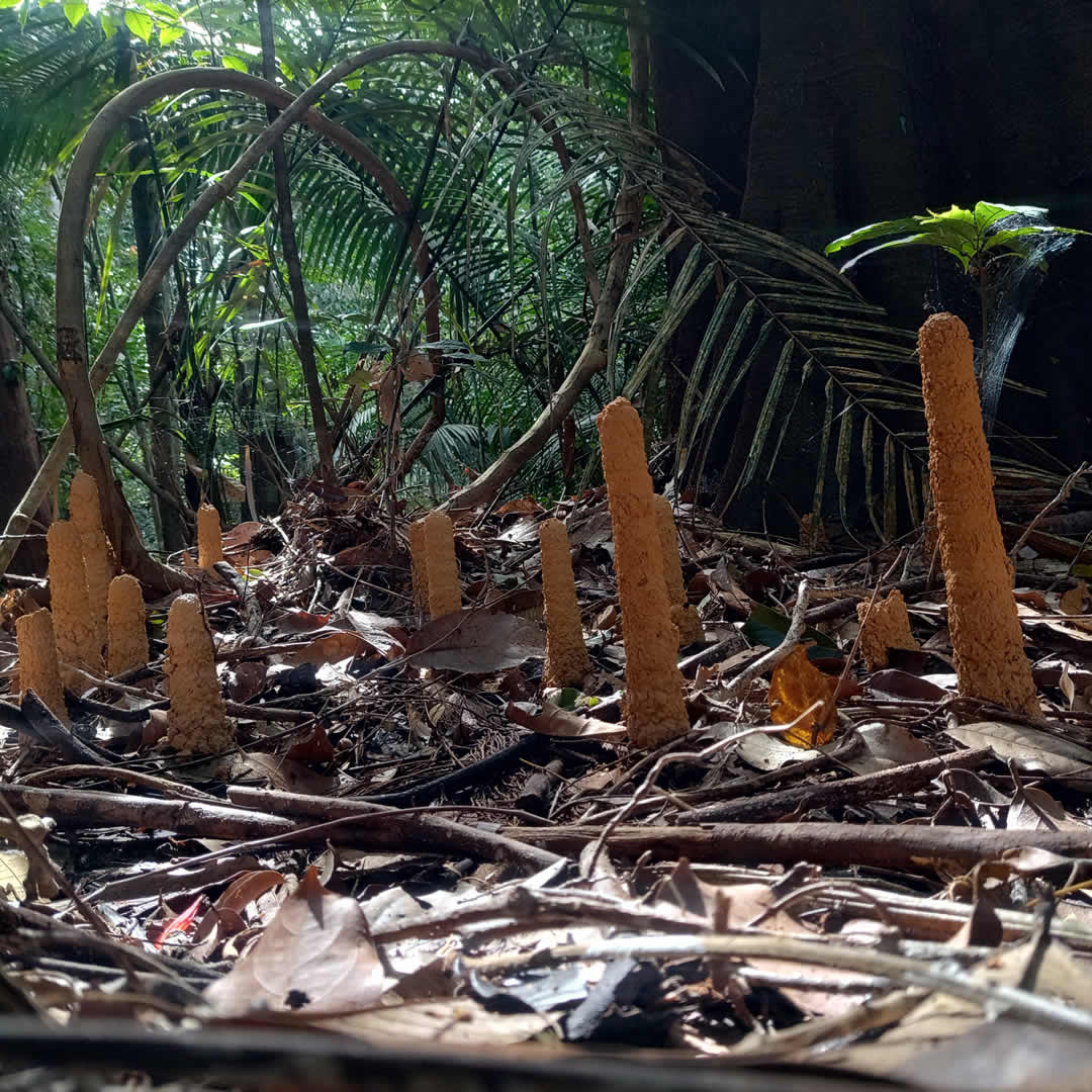 Museu da Amazônia tweet media