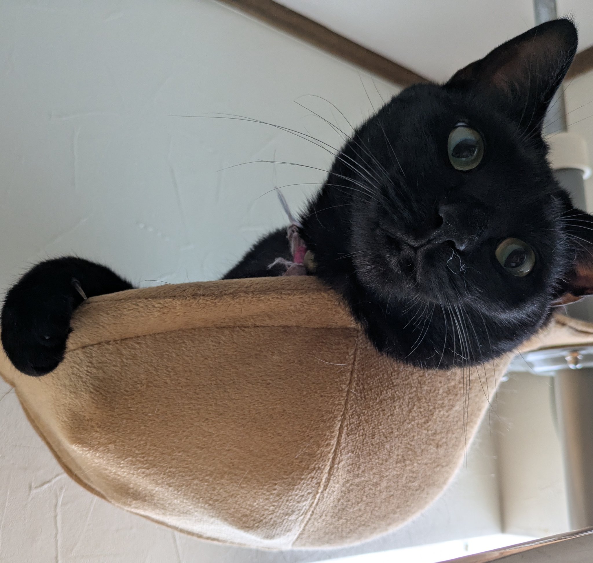 くろねこページ ちび猫 黒猫1｜大丸松坂屋オンラインストア
