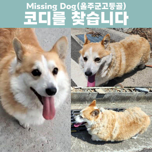 동물보호센터 tweet media