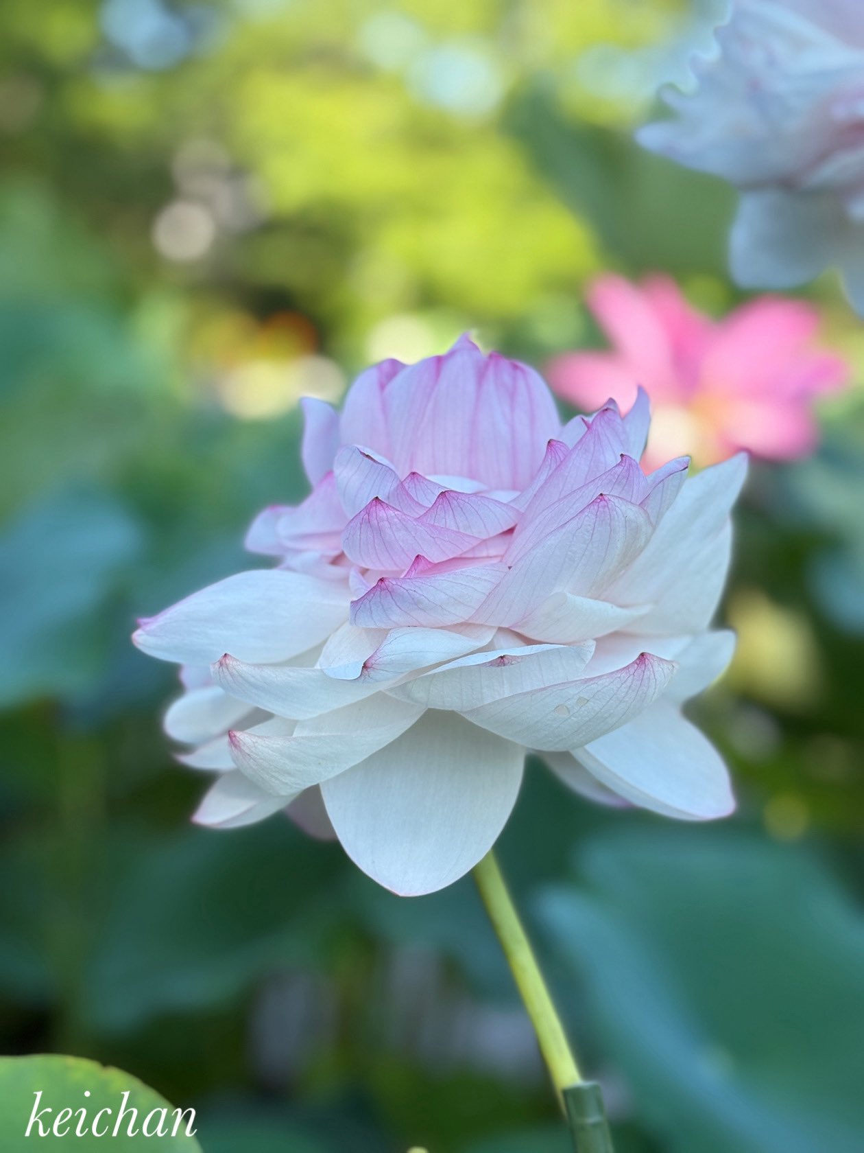 Flowerさん専用 サイドFLOWERベーシック SRN02
